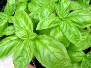 Basil: The Undisputed King of Herbs